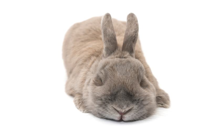 rabbit with splayed ears gray sleeping