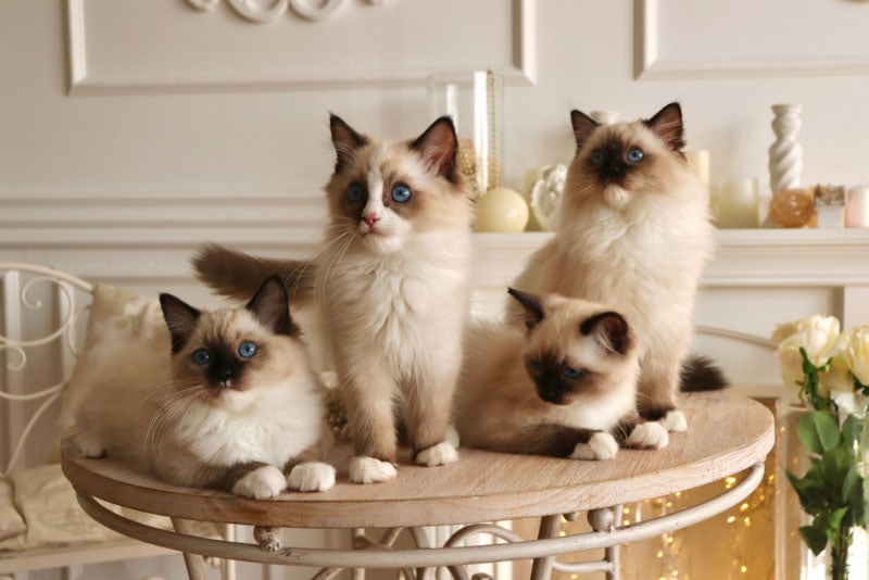 ragdoll kittens sitting on a table