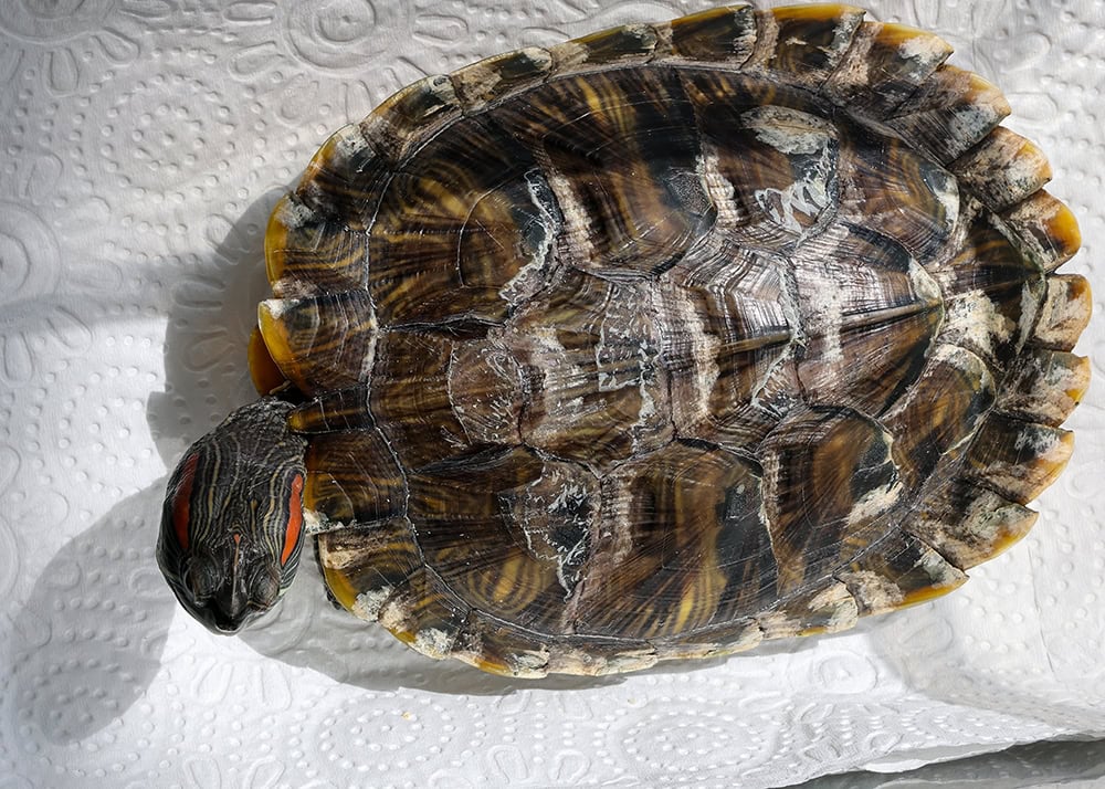 red-eared slider with shell rot