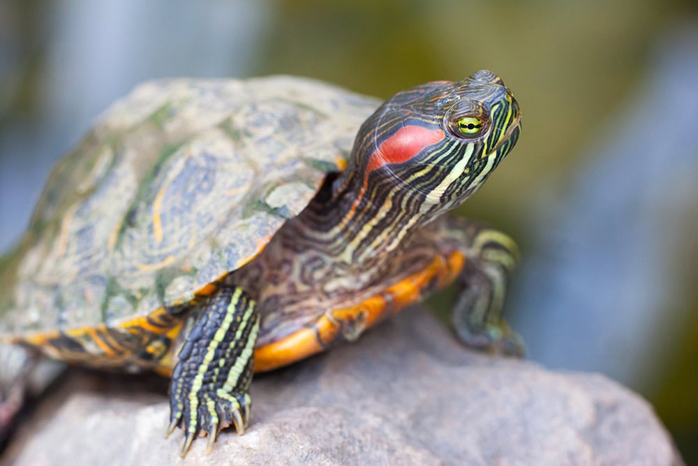 Red Eared Terrapin up close