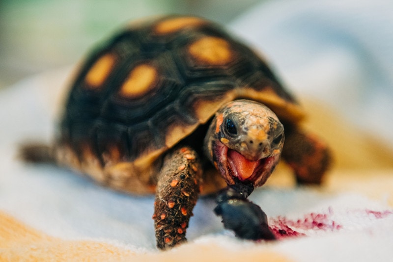 red-footed tortoise eating a blueberry
