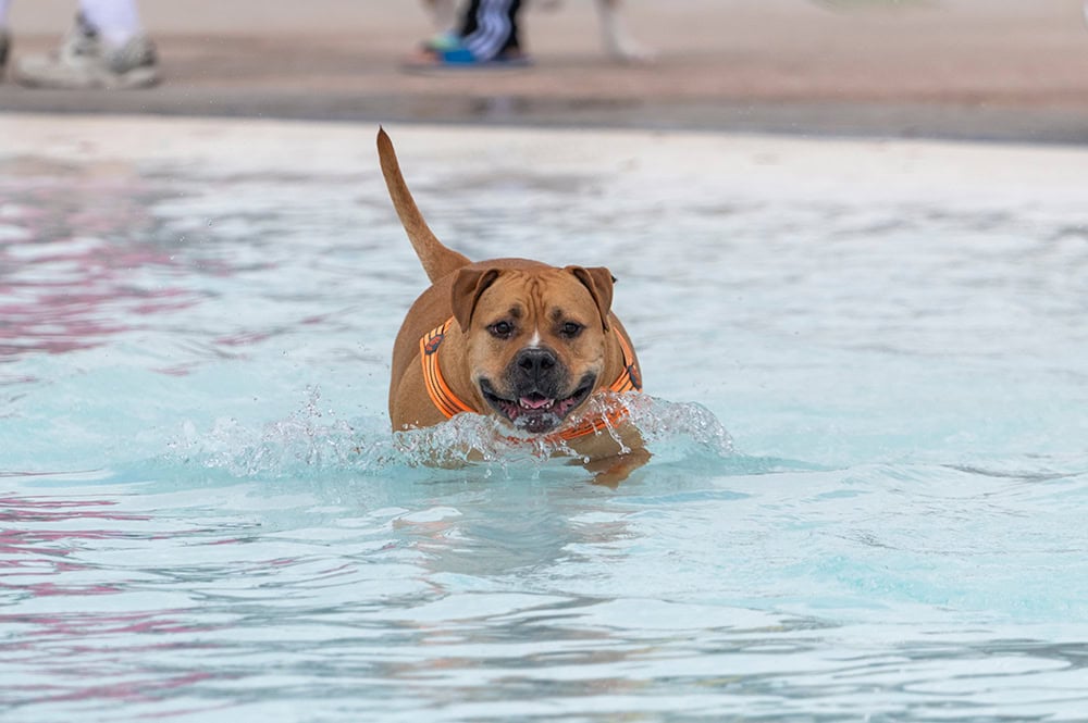 Red pitbull dog swimming in the pool
