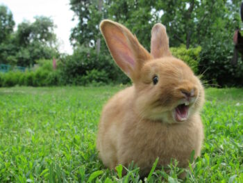 Green Rabbit Fast My Rabbit Is Running Around Really Fast, What Does It Mean? 8 Reasons ...