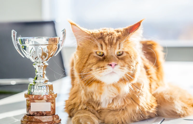 show champion maine coon cat with its trophy