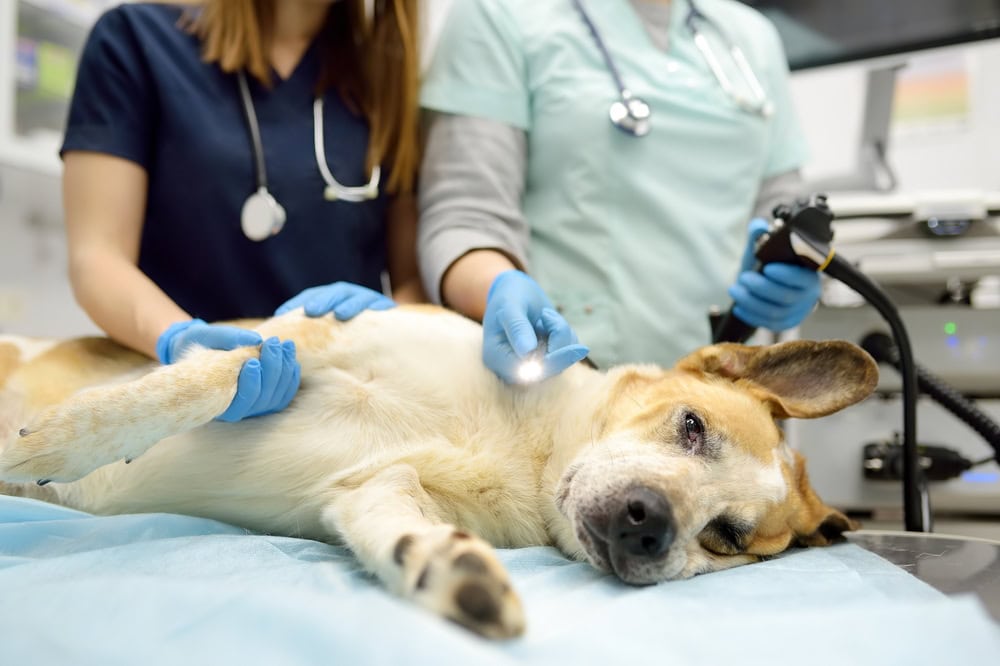 Female veterinarian doctors with a dog