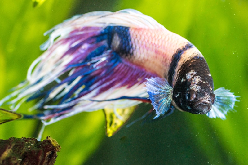 sick betta fish in an aquarium