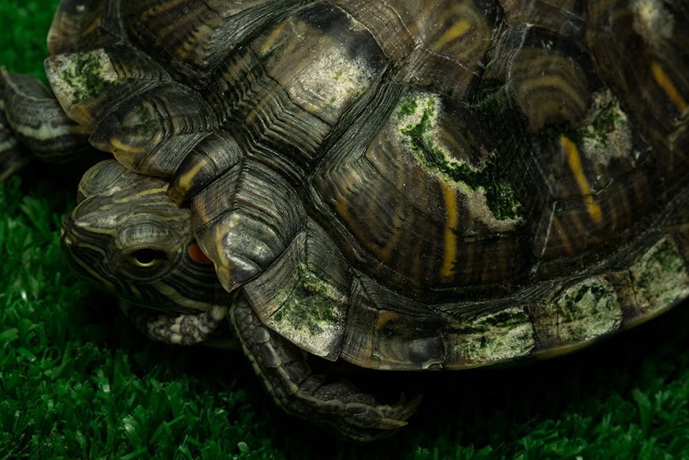 sick turtle with shell rot