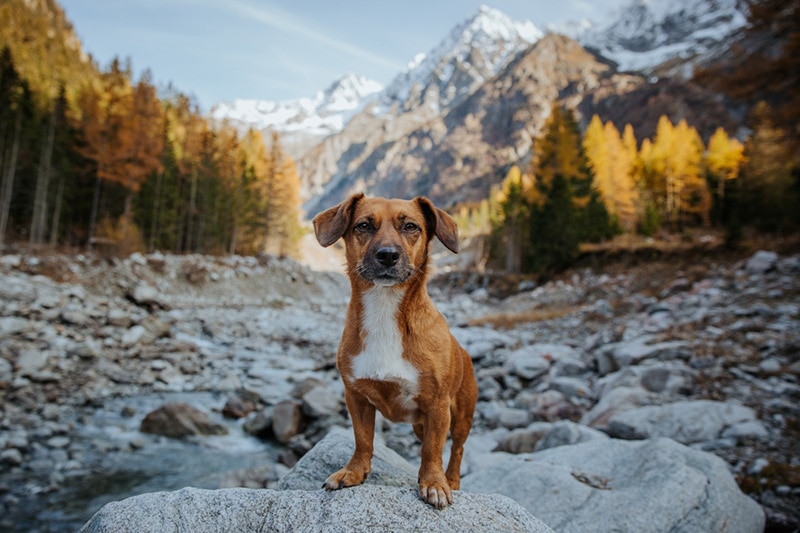small brown dog trailing hiking mountain