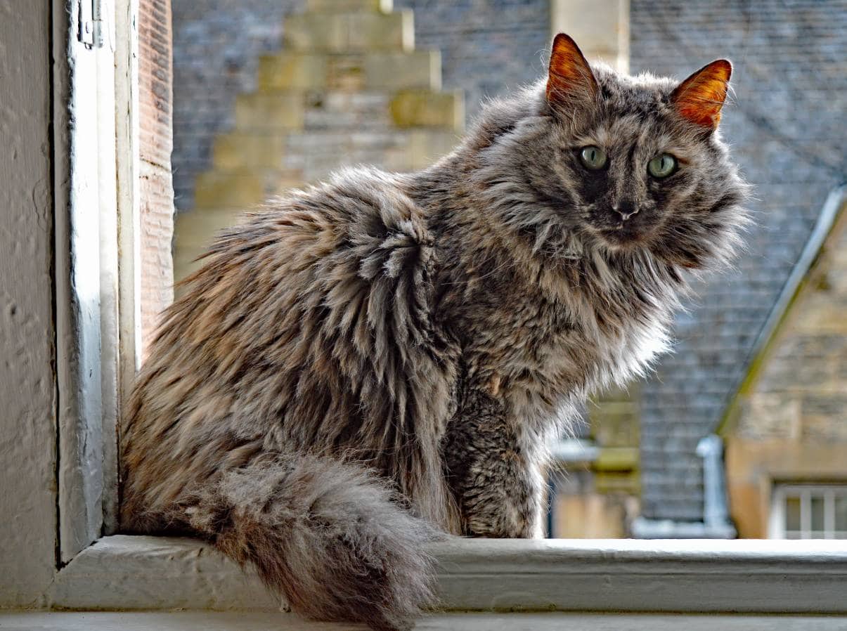 smoke turkish angora_AnnuO, Shutterstock
