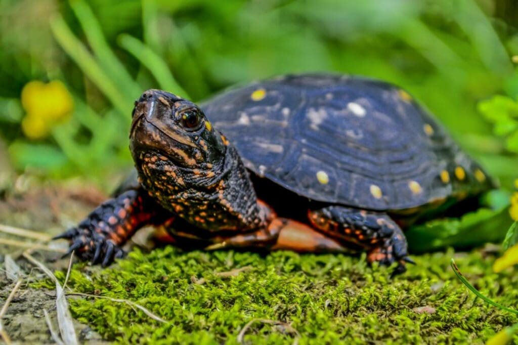 spotted turtle