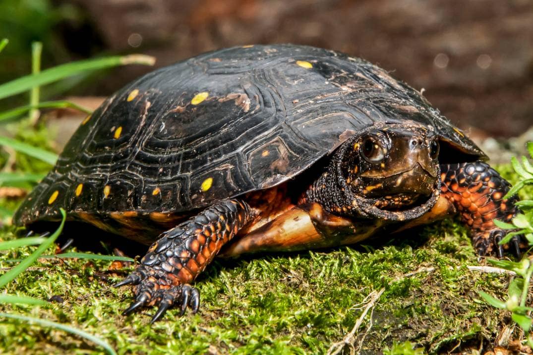 spotted turtle