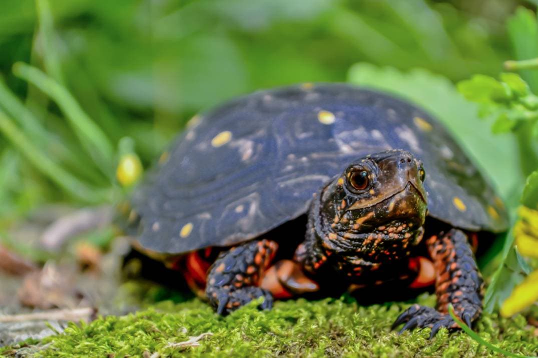 spotted turtle