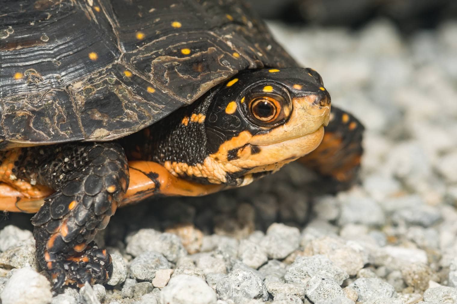 spotted turtle