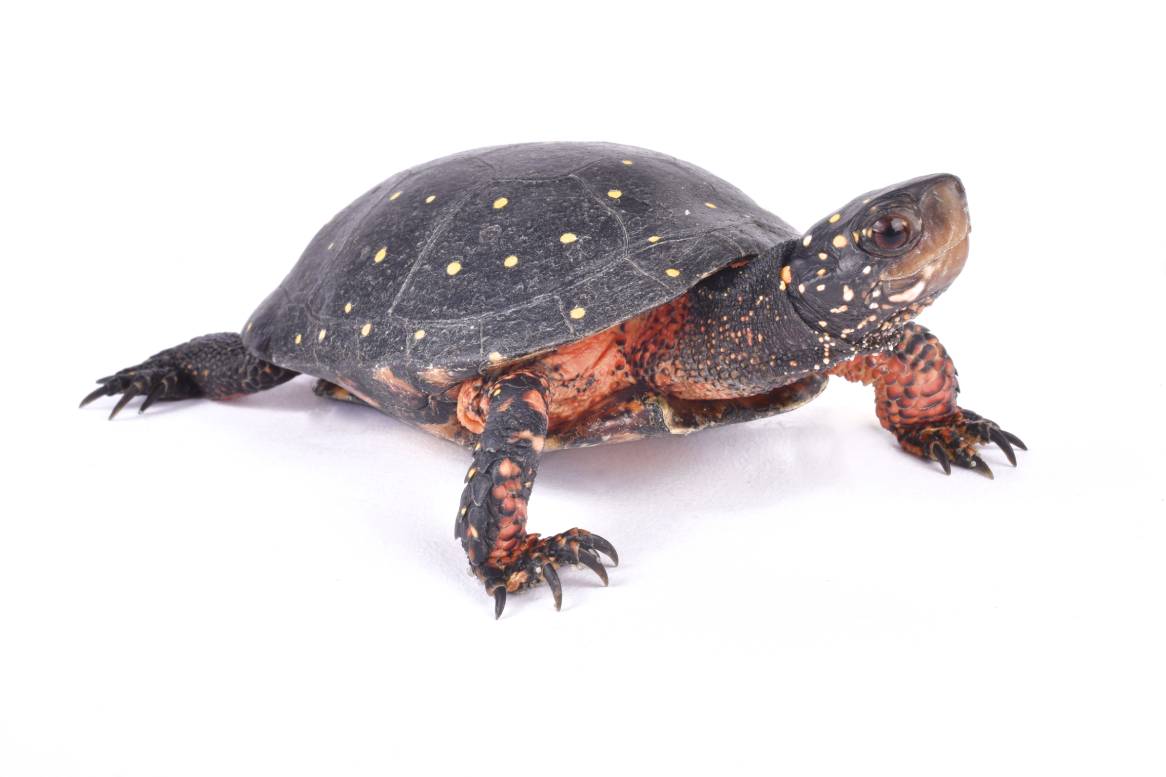 spotted turtle