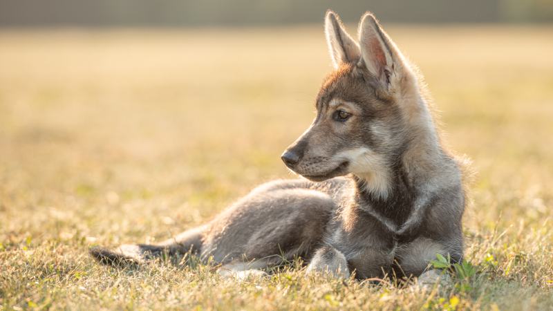 tamaskan puppy lying on the grass