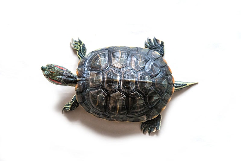 top view of a pond slider turtle