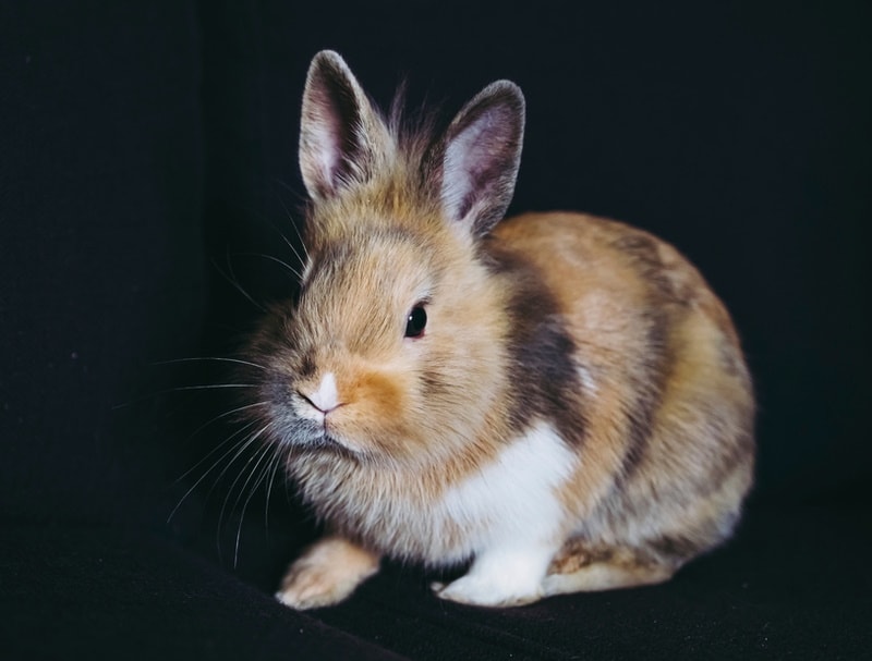 tricolor rabbit in black background
