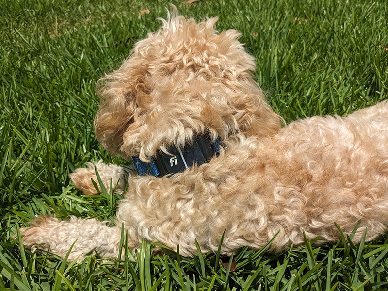 tuggles wearing fi collar series 3