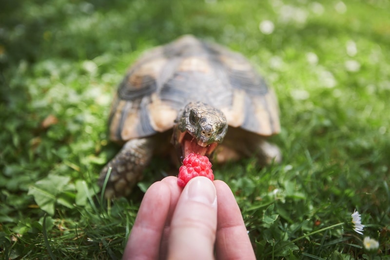 turtle eating raspberry
