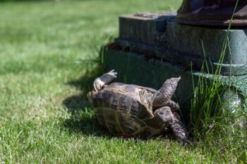 Can Turtles Flip Themselves Over? Facts & Safety Guide | Hepper Pet ...