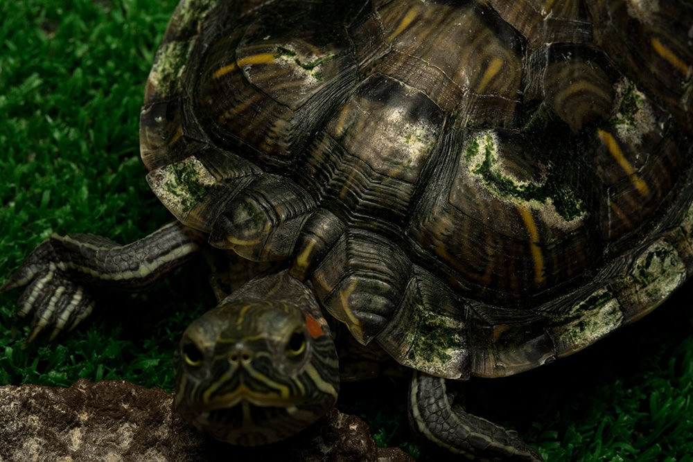 turtle suffering from shell rot