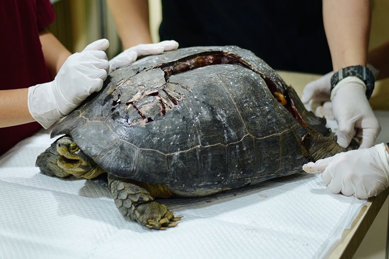 turtle with broken shell in exotic pet hospital