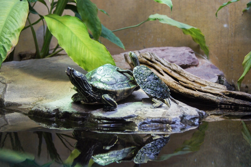 turtles in terrarium