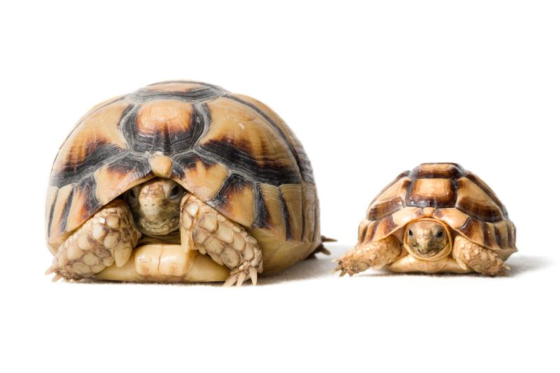 two Kleinmann´s tortoise (Egyptian Tortoise)