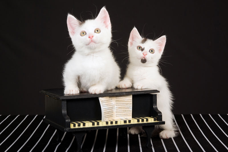two cute munchkin kittens with mini grand piano on striped black background