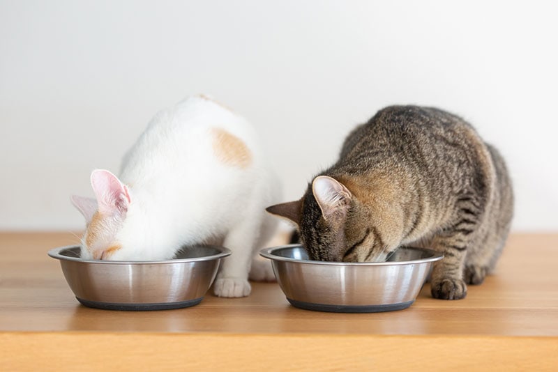 two domesticate cats having a meal from two bowls