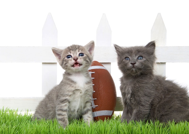 two kittens sitting on grass with football and fence on the background