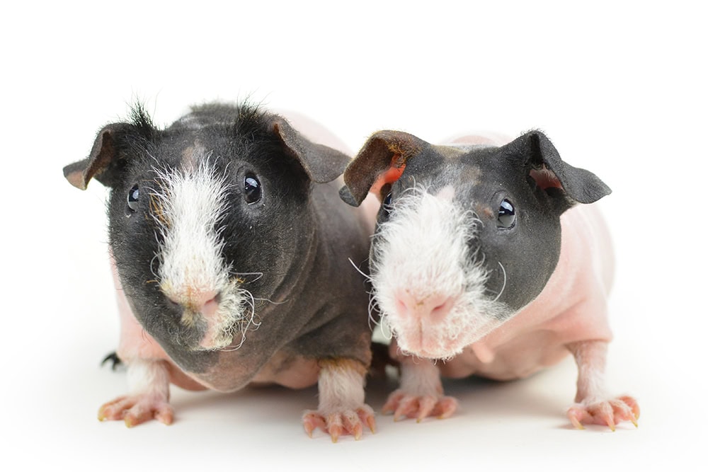 two skinny hairless guinea pigs