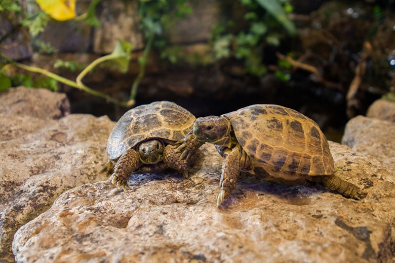 two tortoises in a terrarium