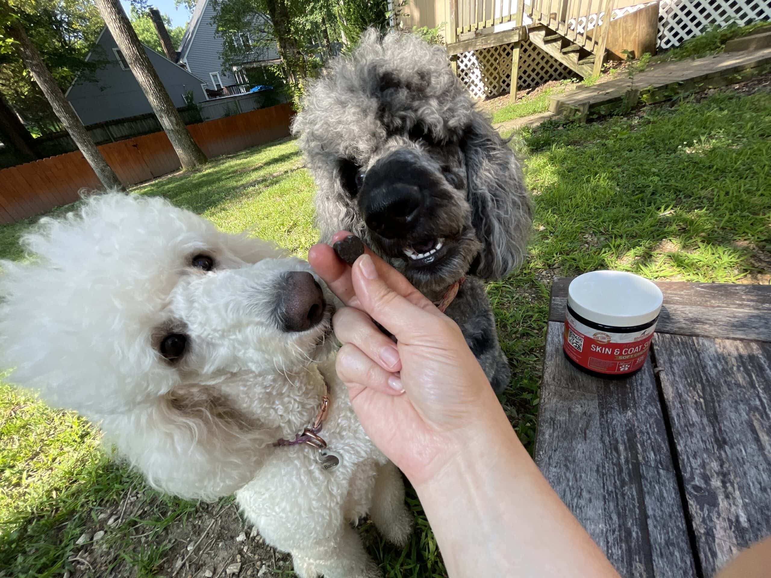 two dogs eating innovet soft chew