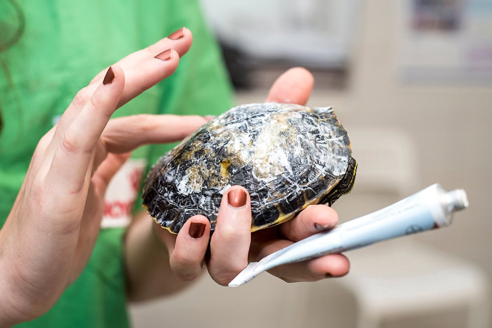 vet putting ointment on turtle's shell