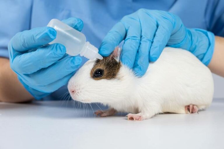 Image showcasing Guinea Pig Eye Infection: Vet-Approved Signs, Causes, & Treatment ...
