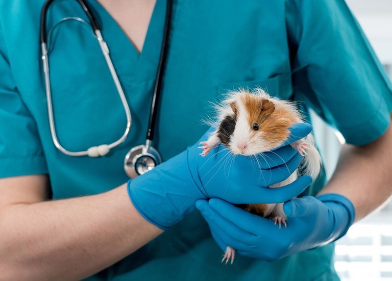 veterinary doctor holding guinea pig on hands