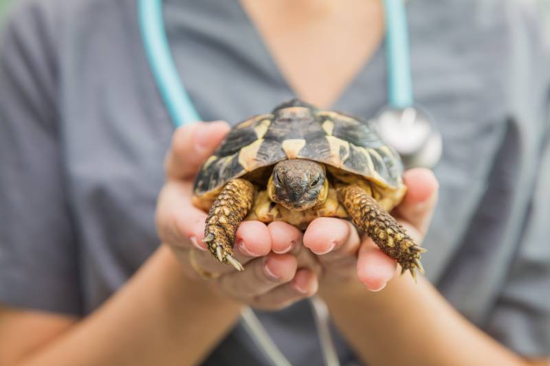 veterinary holding a turtle and preparing it to cure it