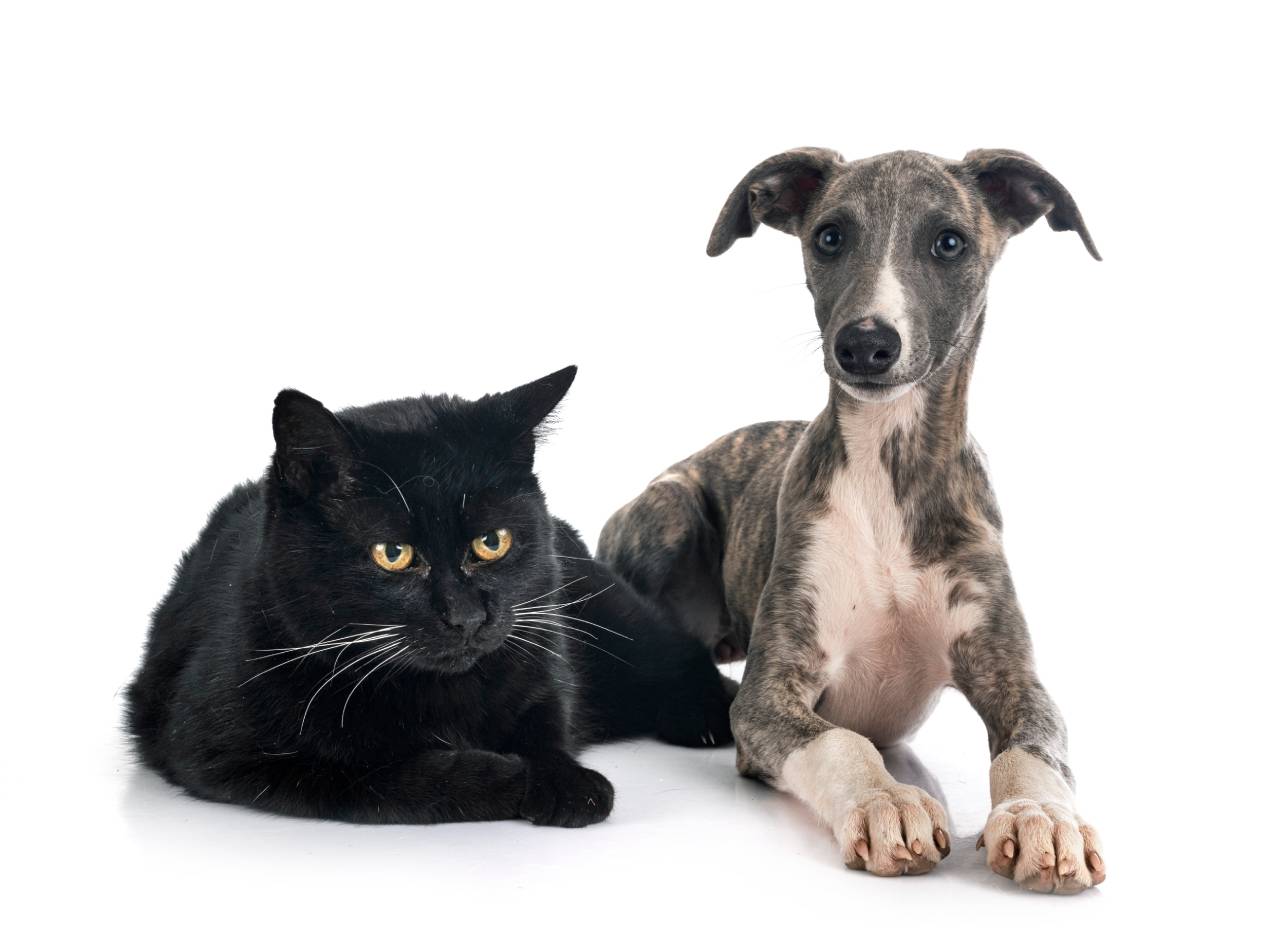 whippet cat