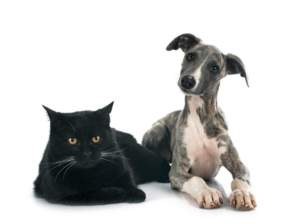 whippet cat