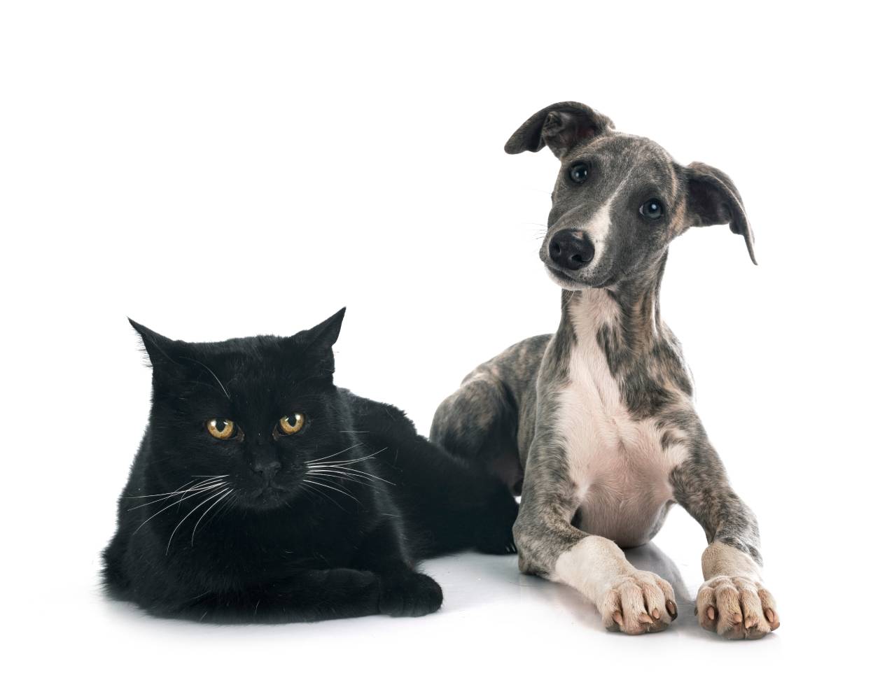 whippet cat