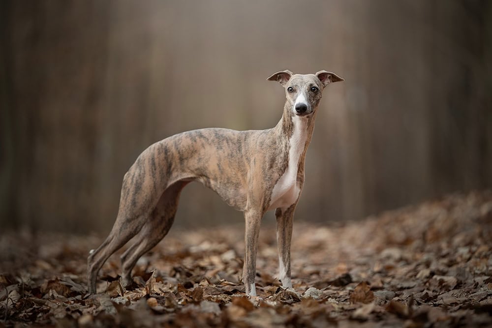 whippet dog with bully whippet syndrome