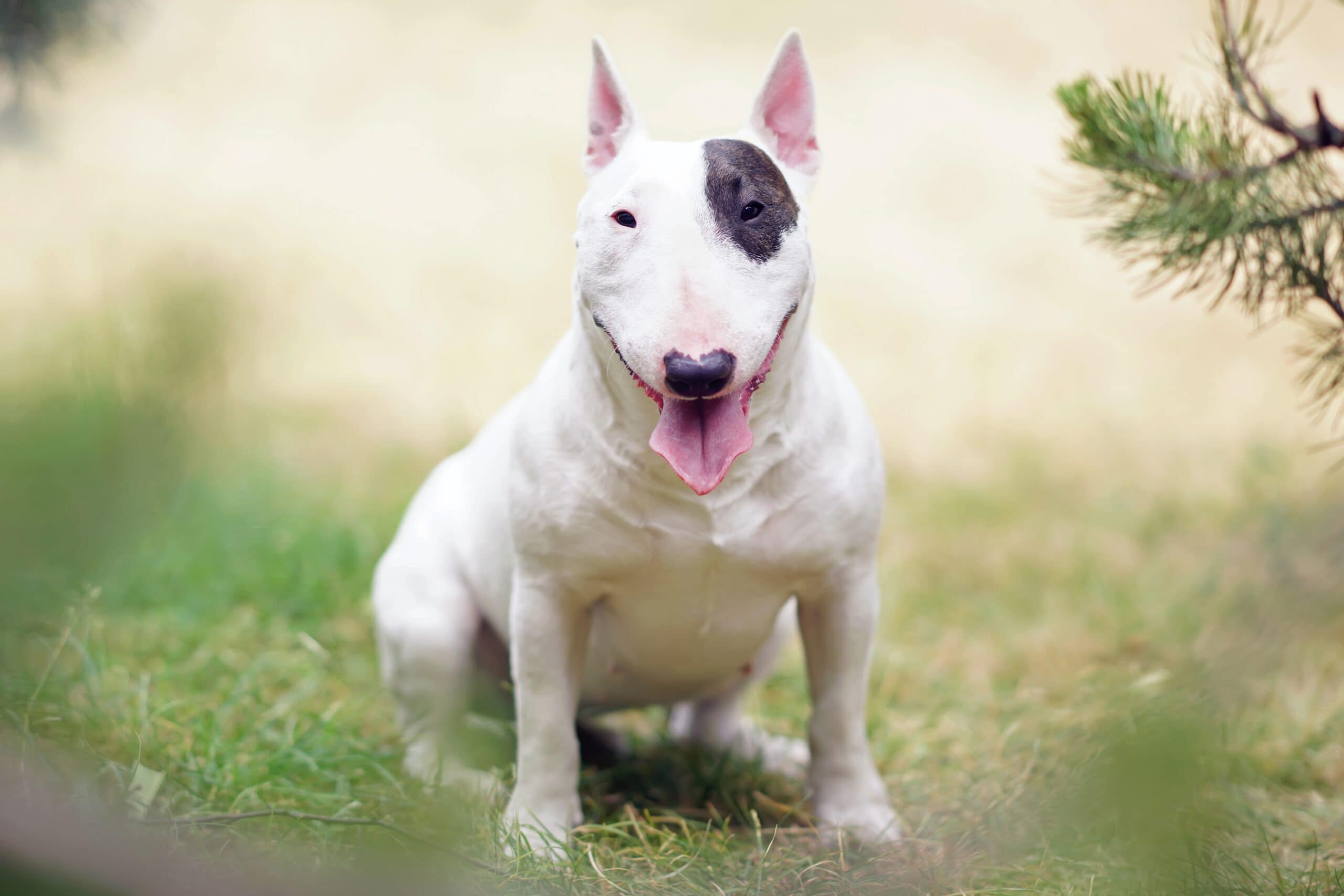 white with brown patch bull terrier sitting on the grass