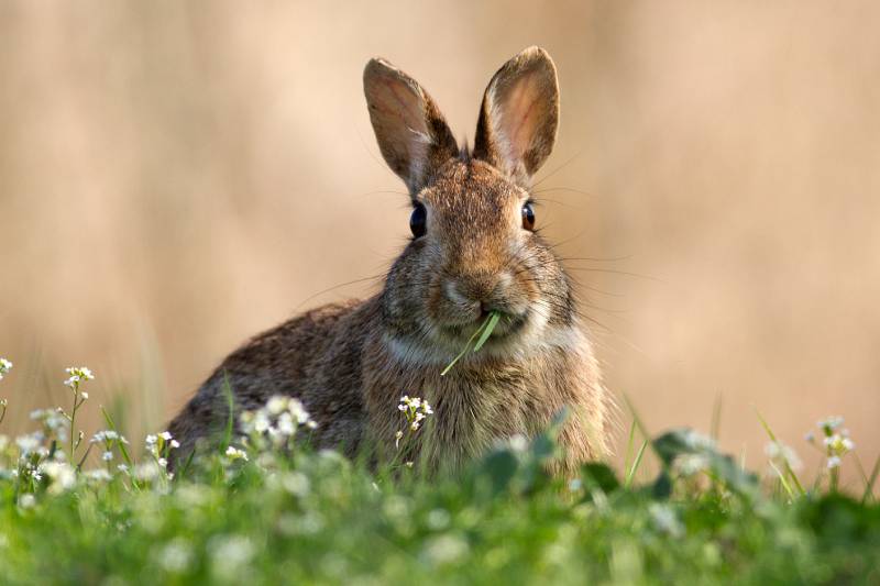 wild rabbit while eating a blade of grass