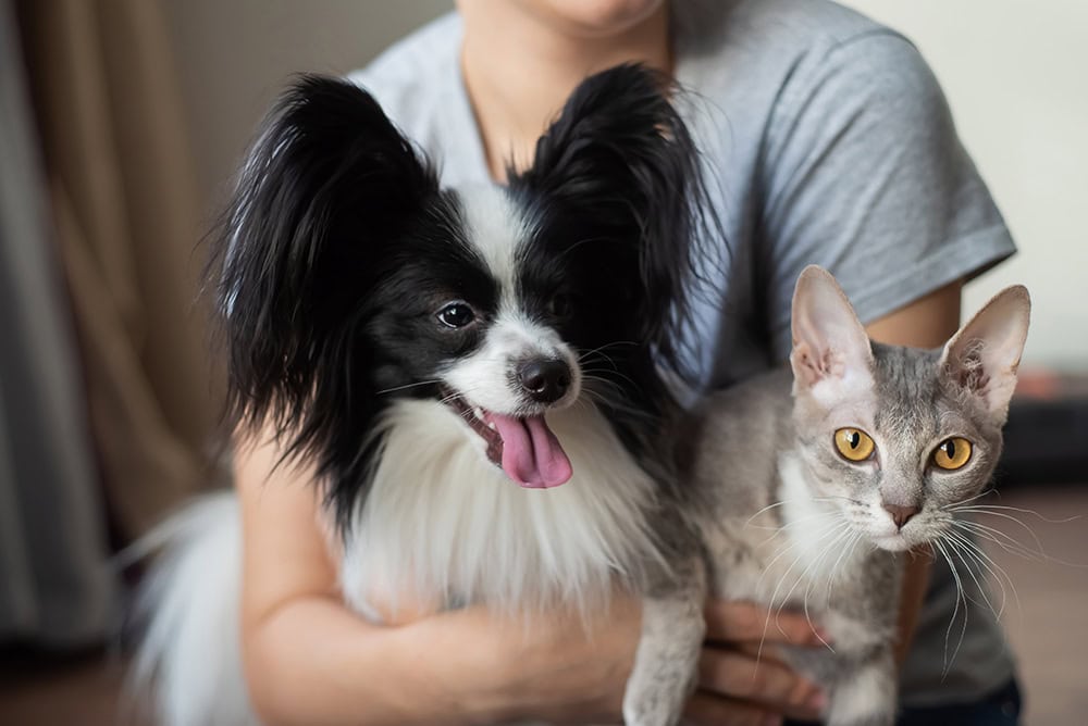 woman holding cat and papillon dog