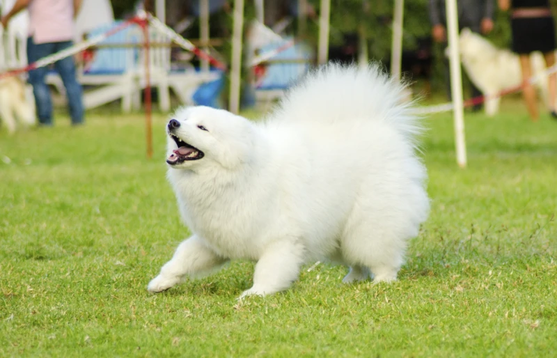 young samoyed dog standing on grass outdoors barking