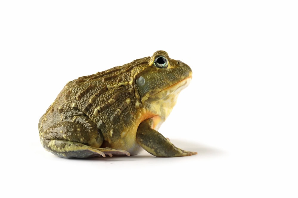 African Giant Bullfrog
