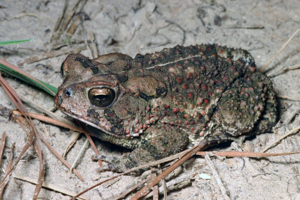An adult Woodhouse's toad