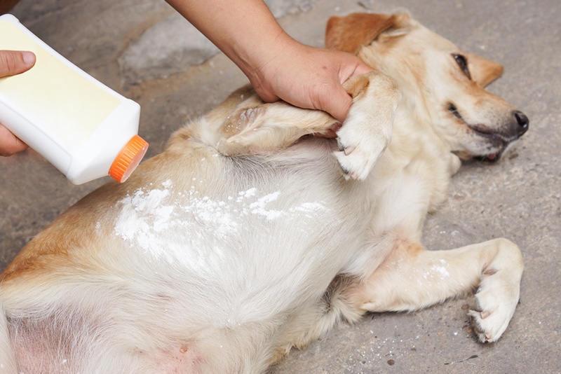 Applying tick and flea repellent powder on a dog