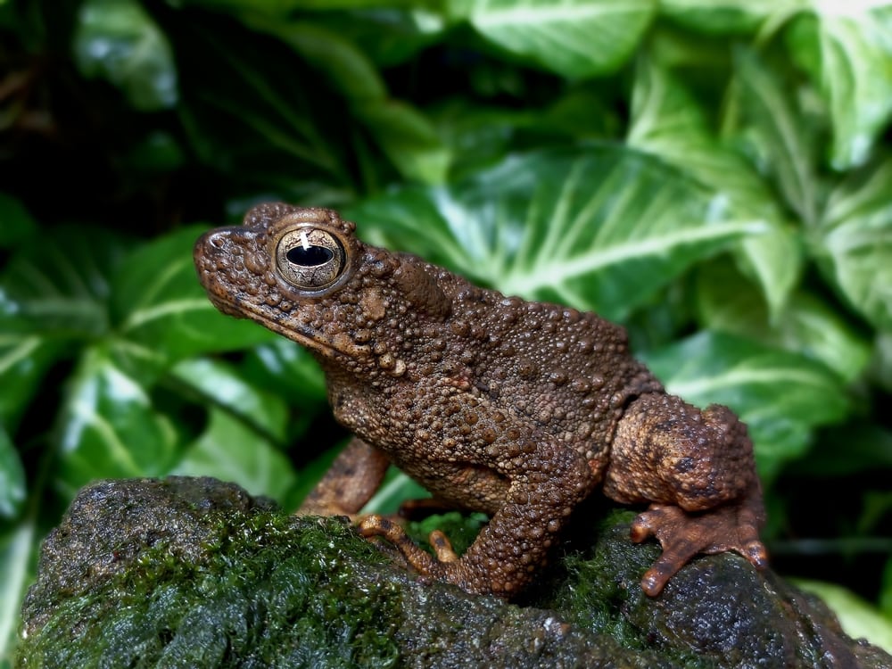 Asian giant toad or Phrynoidis asper close up photo